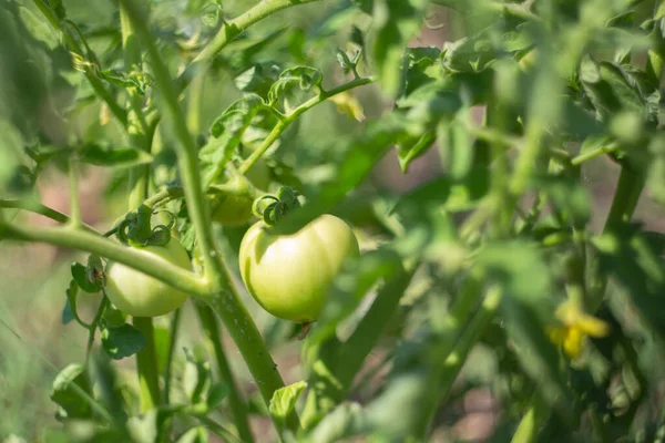 Umodne Grønne Tomater Buskgrein Dyrking Omsorg Planter Hagen Selektivt Fokus – stockfoto