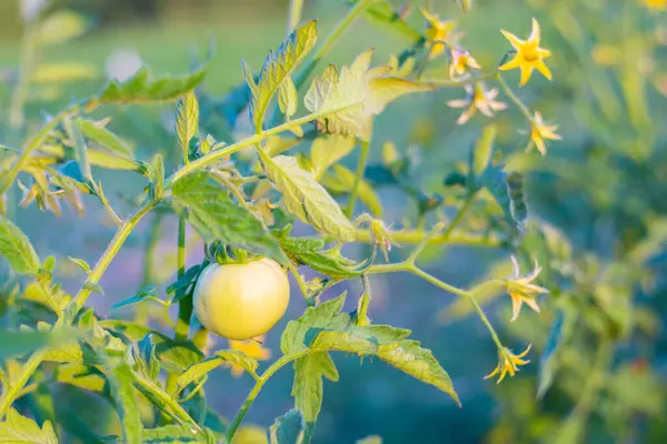 Fruit Unripe Green Tomato Bush Growing Caring Fruit Crops Garden — 图库照片