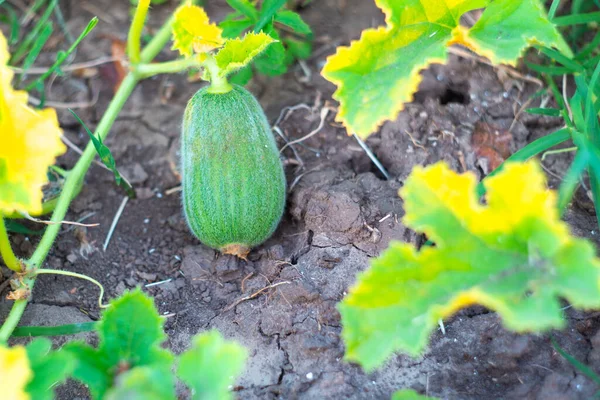 Développement Fruits Melon Petit Melon Éthiopien Pelucheux Vert Immature Sur — Photo