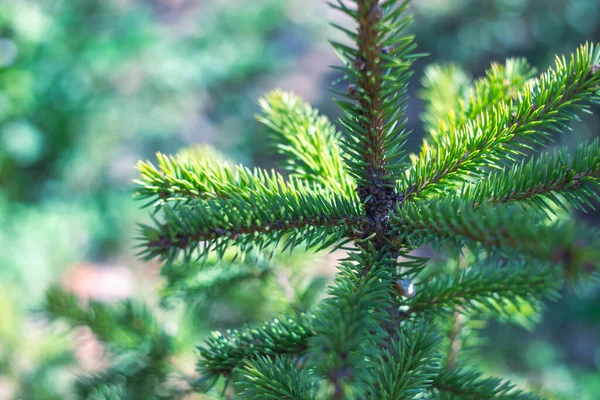 Topo Uma Árvore Natal Verde Foco Seletivo Clima Natal Fundo — Fotografia de Stock