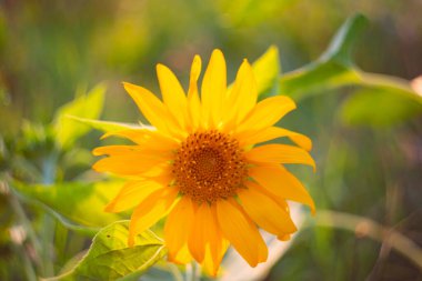 Küçük parlak sarı ayçiçeği. Yaz güneşli manzarası, seçici odak.