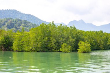 yeşil mangrovlar, Asya 'nın tropik bölgelerinde nehir boyunca eğilmiş dağların arka planına karşı.