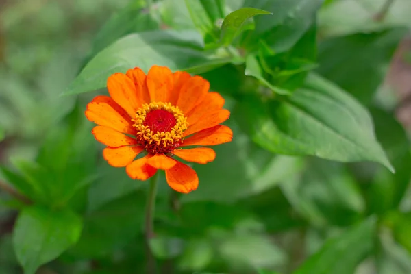 コピースペースのある緑の背景にオレンジ色の亜鉛や主要な花 庭の植物の栽培と繁殖 サイトの景観デザイン — ストック写真
