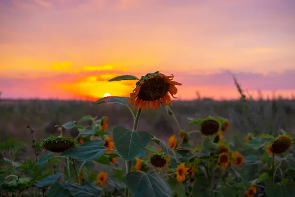 Champ Avec Tournesols Coucher Soleil Paysage Villageois Soir — Photo