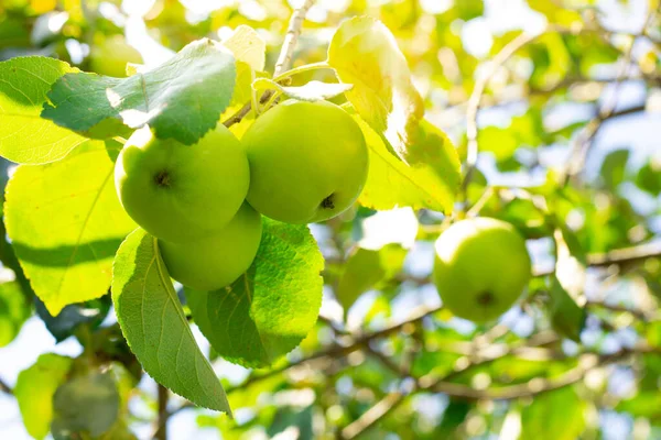 年轻的绿色苹果 品种繁多 夏天阳光明媚 在树枝上成熟 — 图库照片
