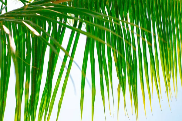 Ramo de palma com folhas longas estreitas. Fundo tropical. Viagens e turismo — Fotografia de Stock