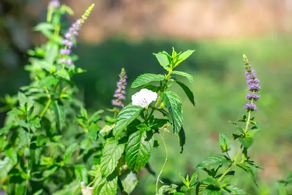 Green mint leaves in the meadow — Photo