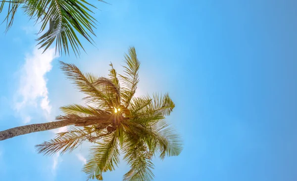 Palmeira inclinada contra um céu azul com raios de sol brilhando através dos ramos de palma. Viagens e turismo. Espaço de cópia — Fotografia de Stock