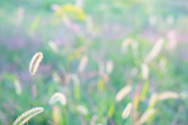 Güzel, yumuşak yaz çimenleri. Bulanık odak. Metin için şablon