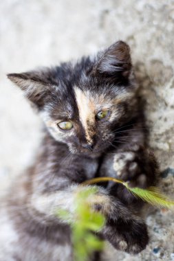 Küçük siyah benekli kedi yavrusu yeşil çimlerle oynuyor. Favori evcil hayvanlar