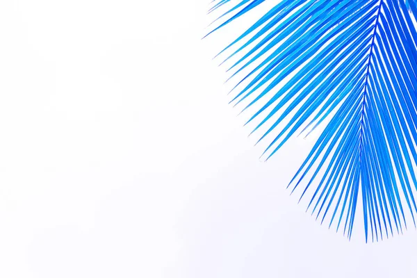 Folhas de palma azul em um fundo branco — Fotografia de Stock