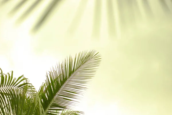 Folhas de palma verde em um fundo verde claro — Fotografia de Stock