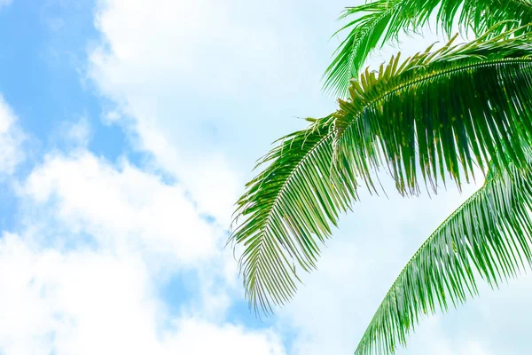 Folhas de palma verdes em um fundo de céu azul com nuvens — Fotografia de Stock