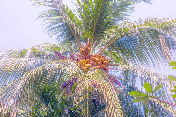 Coqueiro, fundo borrado, paisagem tropical — Fotografia de Stock