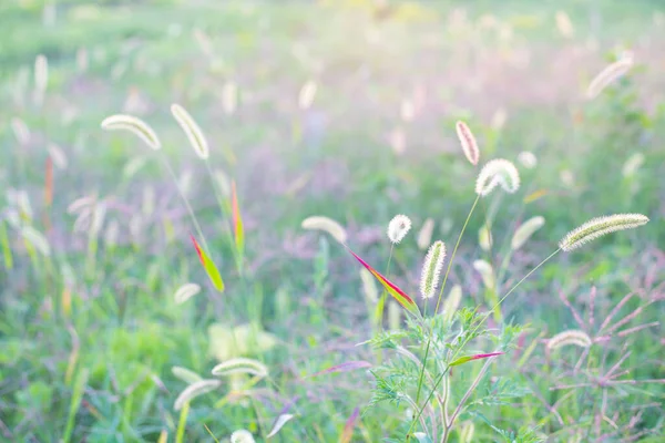 Zarter verschwommener Hintergrund aus grünem Gras mit Stacheln. Sommervorlage für Text — Stockfoto