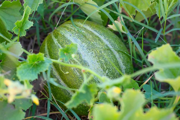 Um melão picante da variedade Ethiopka cresce em um arbusto em um campo de melão. Cultivando deliciosos frutos saudáveis no jardim — Fotografia de Stock