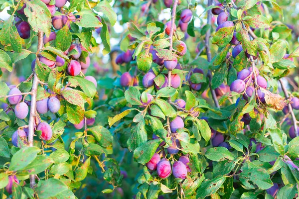 Plommer på bøyde grener under vekten av frukten. Deilige, modne frukter og bær til framstilling av syltetøy og marmelade – stockfoto