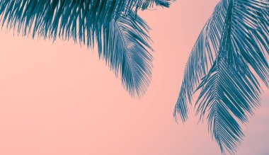 The branches of a palm tree are tinted blue on a pastel background. Travel and tourism in Asia. Template for text, copy space