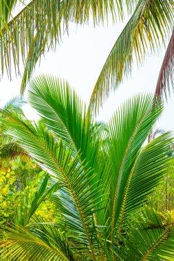 Fluffy palm leaves in the tropical forest. Travel and tourism in Asia