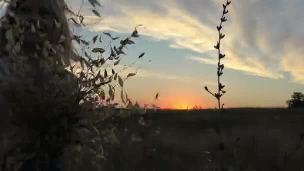 Küçük bir kız oynar, gün batımında çimen dikenleriyle tarlada eğlenir ve kameraya dilini gösterir. — Stok video