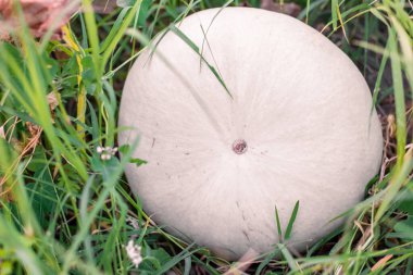 Sebze bahçesindeki bir çalılıkta büyük beyaz bir balkabağı yetişiyor. Lezzetli sağlıklı sebzeler yetiştiriyor..