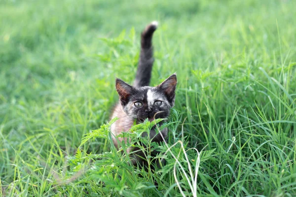 Pequeno gatinho preto manchado na grama verde. Animais de estimação favoritos — Fotografia de Stock