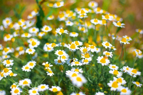 Campo Con Flores Manzanilla Flores Silvestres Día Verano — Foto de Stock