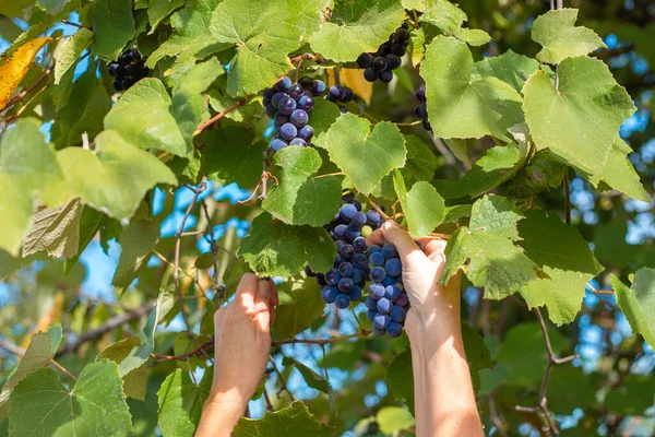 女性はブドウを集める イザベラブラックブドウは枝にかかっている 秋に果物や果実を収穫する — ストック写真
