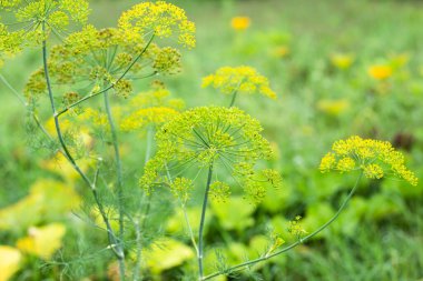 Yazın sebze bahçesinde dereotu yetiştirmek. Baharat, yemek çeşnisi..