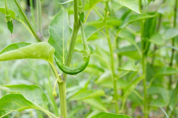 Cultivando Pimenta Vermelha Cultivar Legumes Jardim — Fotografia de Stock