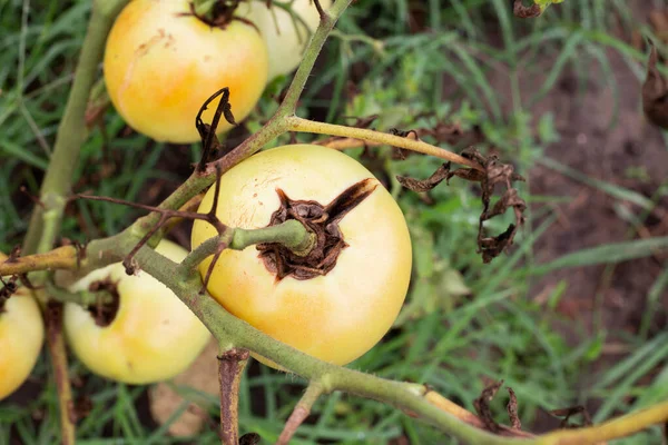 Rompiendo Tomate Arbusto Cultivar Verduras Jardín Daño Fruta Por Exceso —  Fotos de Stock