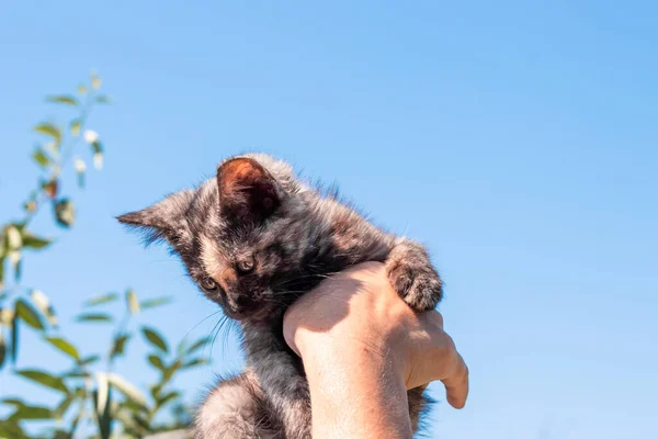 Piccolo Gattino Nero Mani Uno Sfondo Del Cielo Cura Allevamento — Foto Stock