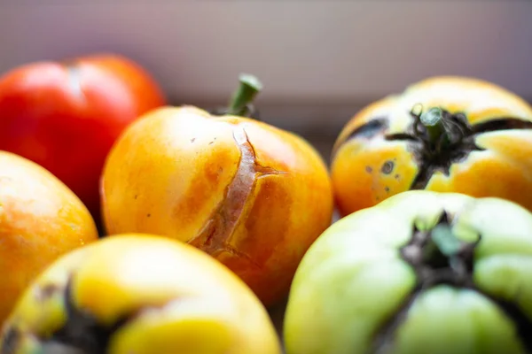 Tomates Cassées Excès Humidité Cultiver Des Légumes Dans Jardin — Photo