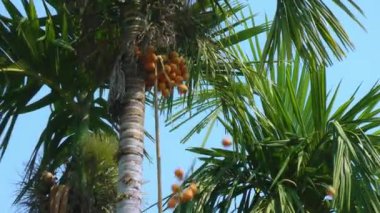 Şeftali ağacının tepesi gökyüzüne karşı. İşçiler meyveleri sopayla toplarlar..