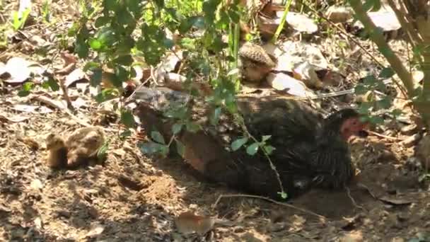 Una gallina bruna con piccoli polli nell'erba, si è riempita le piume e si è seppellita nel terreno.. — Video Stock
