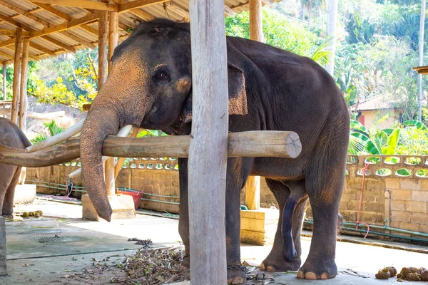 Großer Erwachsener Männlicher Elefant Steht Auf Einem Bauernhof — Stockfoto