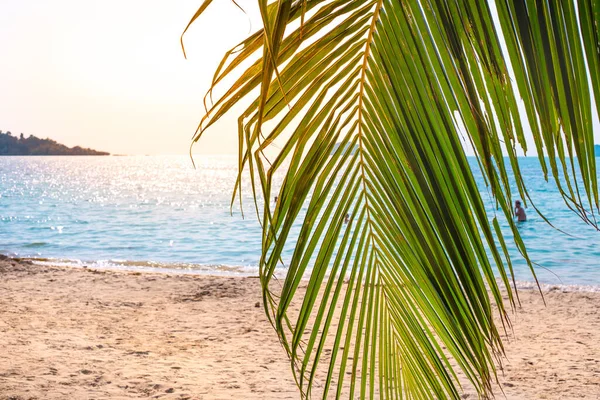 Riva Isola Tropicale Con Foglie Palma Pendenti — Foto Stock