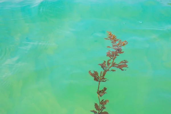 Rumput Laut Permukaan Laut Air Jernih — Stok Foto