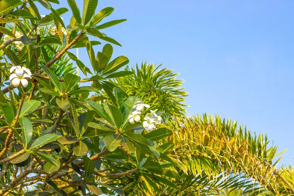 Fleurs Tropicales Palmiers Contre Ciel Bleu — Photo