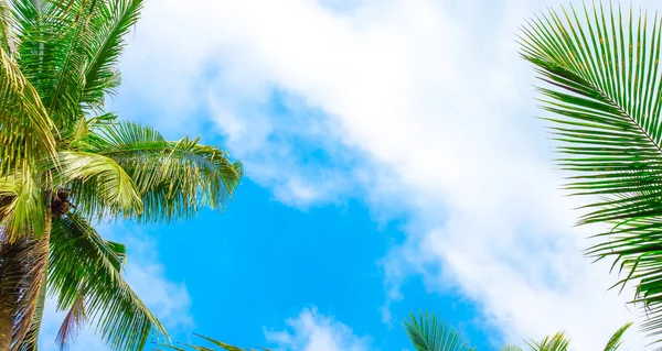 Folhas Palma Fundo Céu Azul Com Nuvens Banner Para Texto — Fotografia de Stock