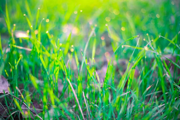 Fond Végétatif Vert Herbe Avec Gouttes Rosée Bokeh Lever Soleil — Photo