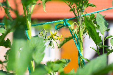 Sebze bahçesinde domates yetiştiriyorum. Domates çiçekli dallar destek ve gelişme için evin zeminine bağlıdır..