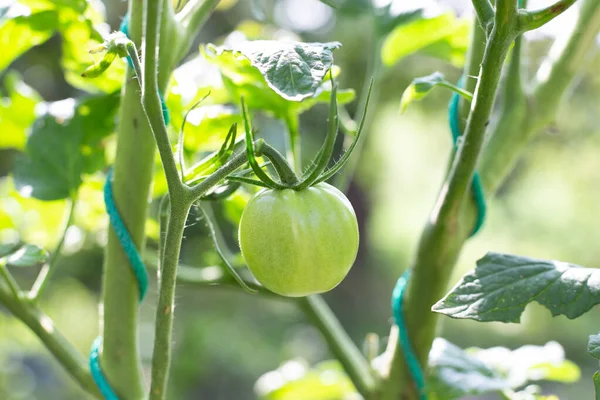 Tomate Verde Madurando Sobre Arbusto Atado Con Cuerdas Para Sostenerlo —  Fotos de Stock