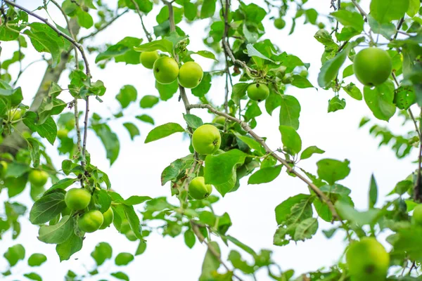 Fondo verde vegetal de ramas de árboles con manzanas. Cultivo y cuidado del jardín —  Fotos de Stock