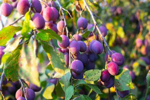 Jardín con ciruelos. Cosechar ciruelas jugosas maduras bajo el sol —  Fotos de Stock