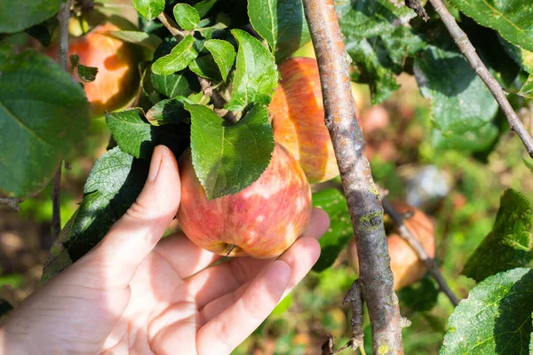 Cosechando manzanas. Una mujer recoge una manzana madura y jugosa de una rama de árbol —  Fotos de Stock