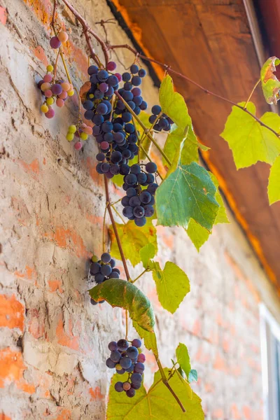 村の家のレンガの壁には熟した黒ブドウのつるが織られています 秋の収穫 — ストック写真