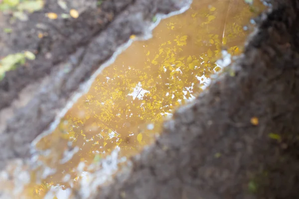 Lama Poça Outono Reflexão Uma Árvore Com Folhas Amareladas Água — Fotografia de Stock