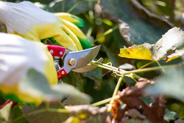 Sonbaharda budama makası ile sarmaşık budamak. Bitki bakımı ve ekimi.