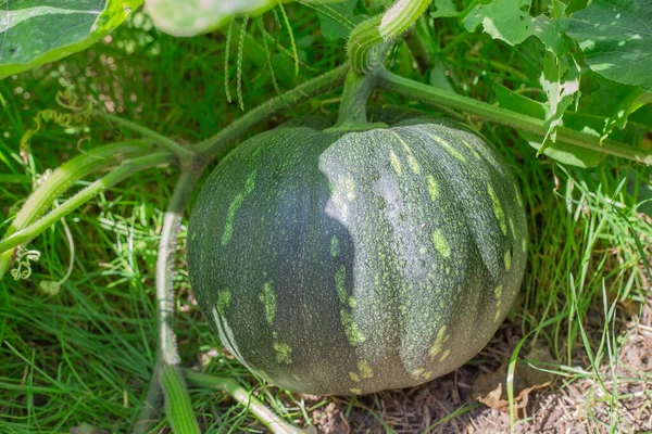 Grande Fruta Abóbora Verde Produto Vegetal Natural Para Nutrição Dietética — Fotografia de Stock